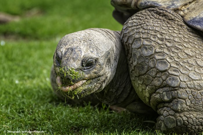 #seychellen-riesenschildkröte #seychellen #turtle #geochelone-gigantea #zoo #krefeld #natur #nature