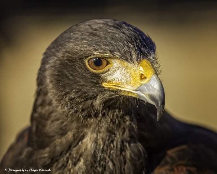 #adler #eagle #erftstadt #natur #nature