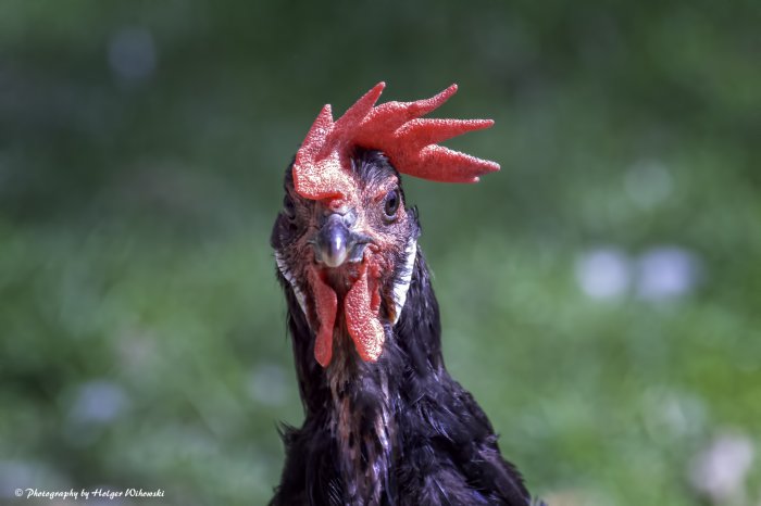 #haushuhn #chicken #gallus-gallus-domesticus #köln #cologne #zoo