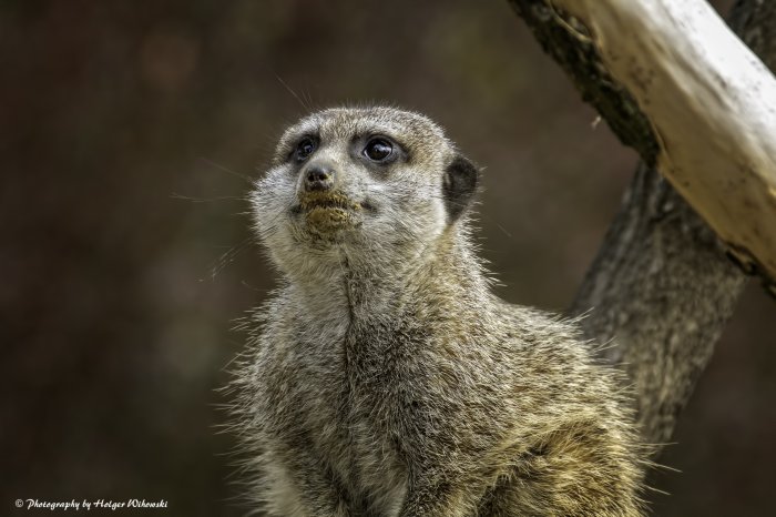 #erdmännchen #suricata-suricatta #meerkat #zoo #köln #cologne #natur #nature